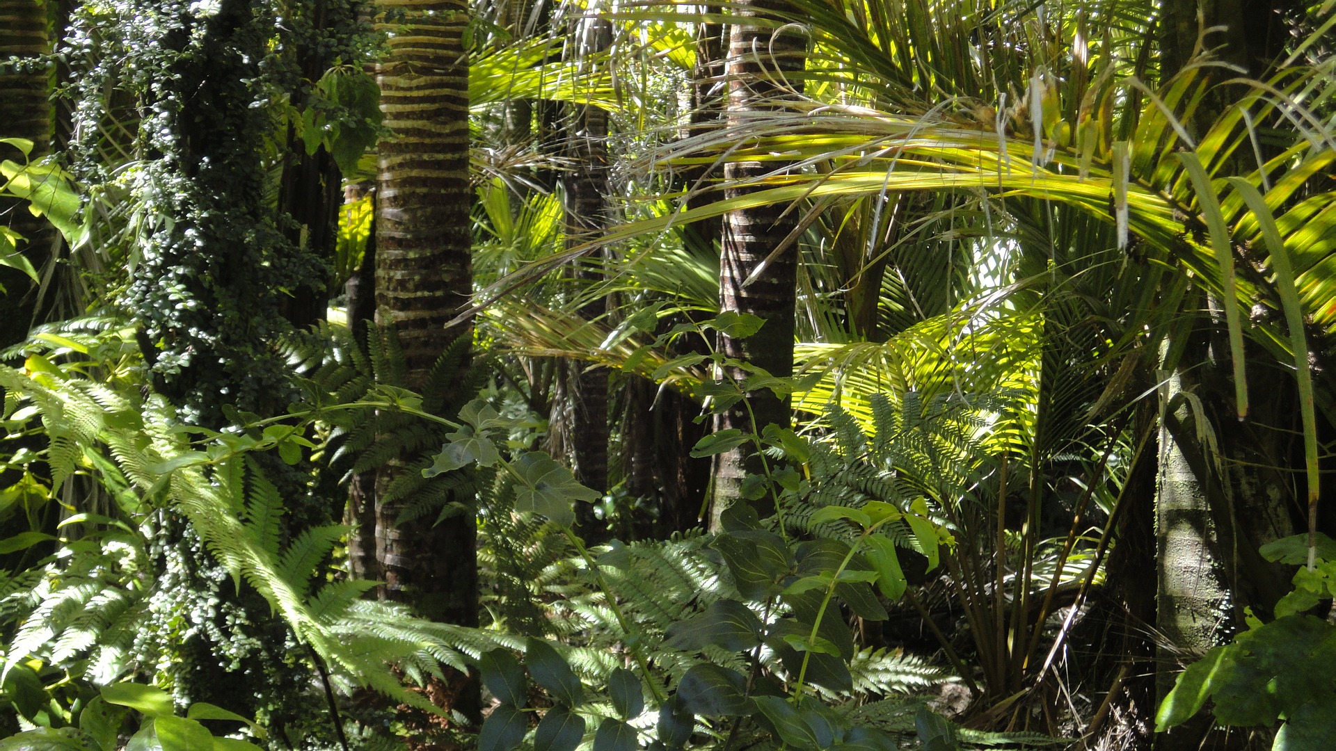 Canopy Tour Costa Rica