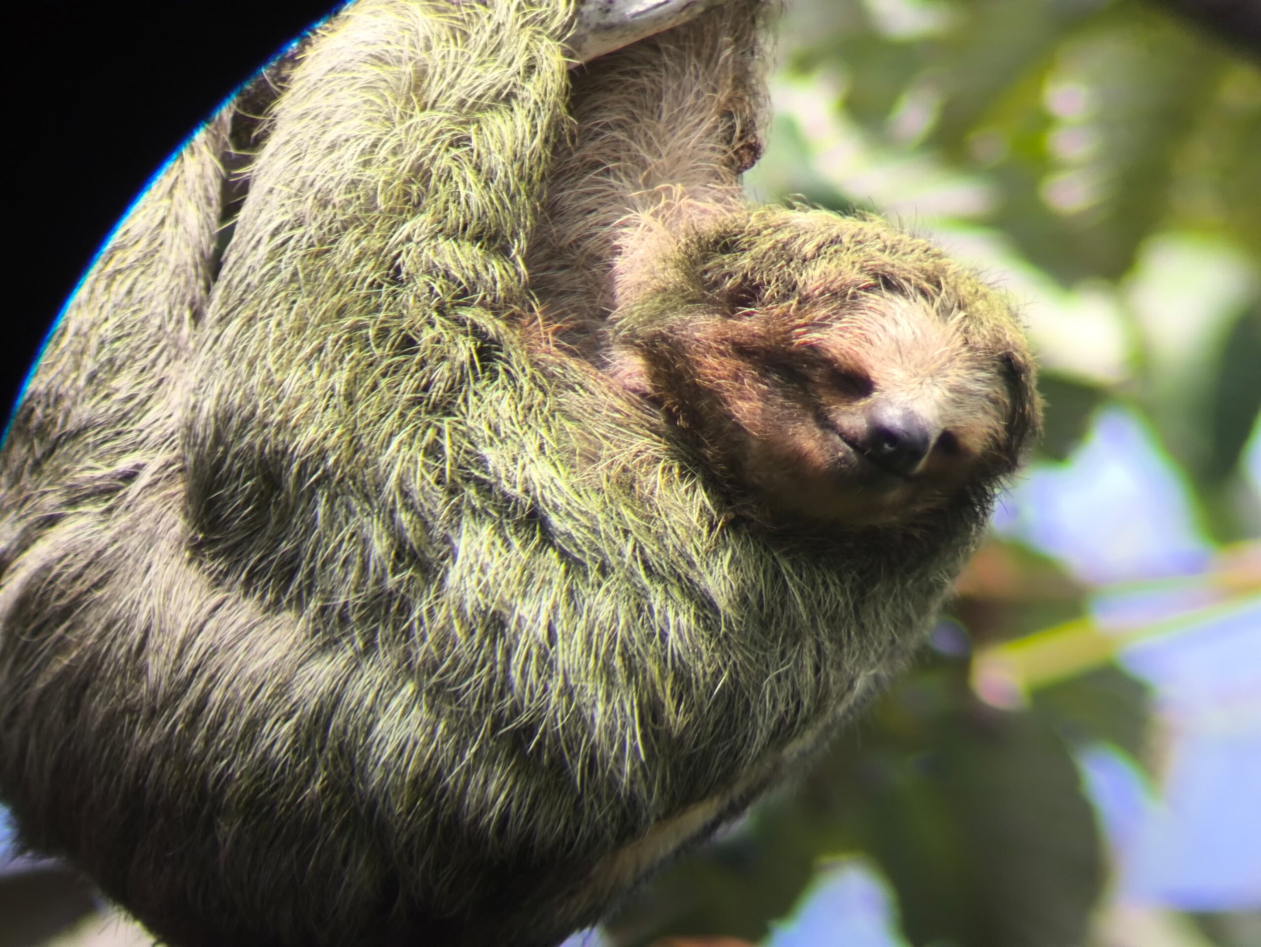 Frog Sloth Sloths & Frogs Sanctuary - 3 Monkies Tours