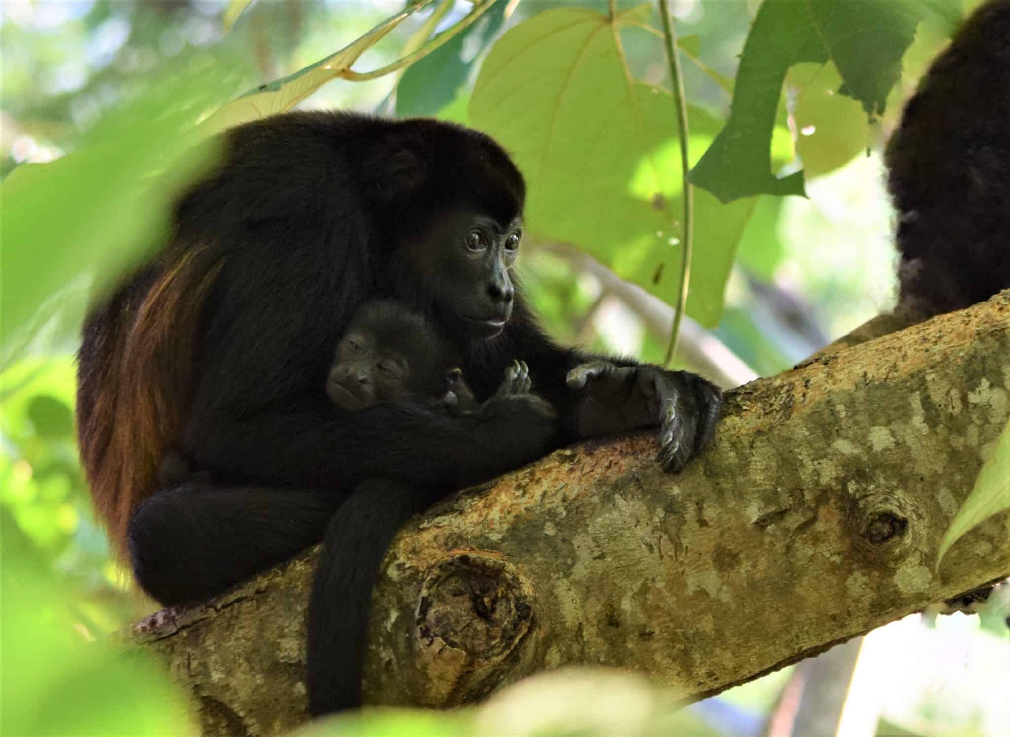 Costa Rica guided tour to SIBU Wildlife Sanctuary - 3 Monkies Tours