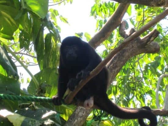 Costa Rica guided tour to SIBU Wildlife Sanctuary