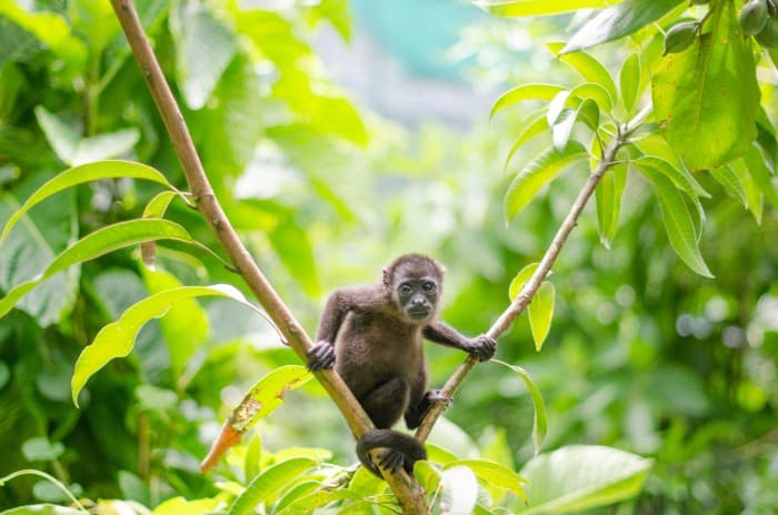 Costa Rica guided tour to SIBU Wildlife Sanctuary - 3 Monkies Tours